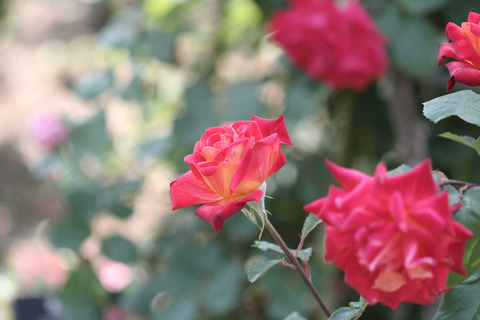 にしきえ　錦絵9068