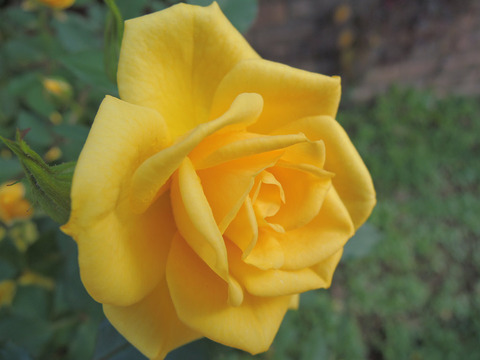 スウィート　ダイアナ6290