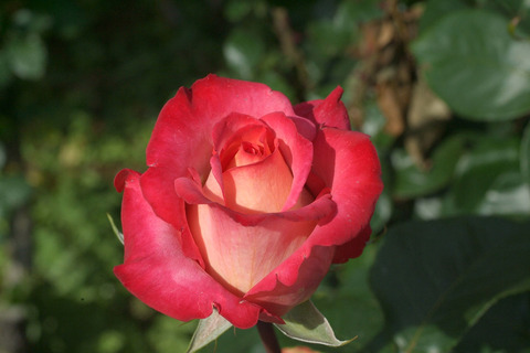 さいうん　彩雲　（さいうん）sDSCF1310