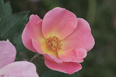 レインボー　ノックアウトsIMG_5564