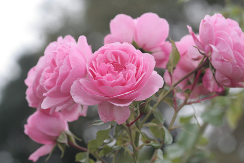 ホーム＆ガーデン6682