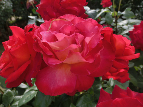 こうさい　光彩sCIMG5237