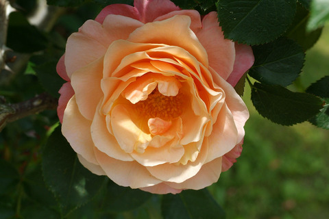 ウーメロsDSCF1795