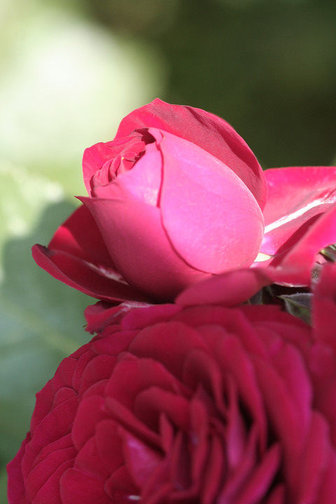 ロート　ケプヘン9380