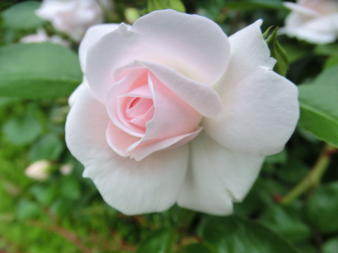 アスピリン　ローズsCIMG5723