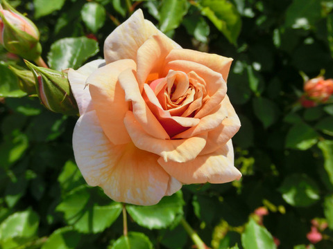 えみ　笑み　（えみ）sCIMG5022