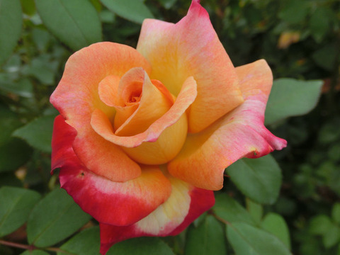 ミラマーレsCIMG6930