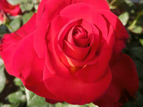 こうさい　光彩sCIMG3977