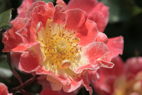 ホット　ファイアー (2)