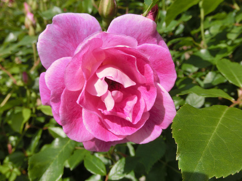 ブリリアント　ピンク　アイスバーグsCIMG5067