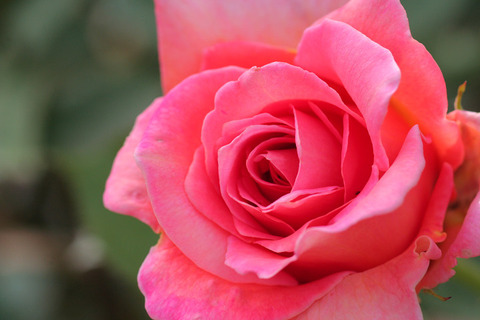 ヘレン　トローベル