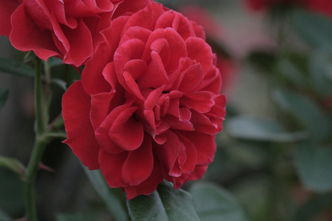 オレンジ　メイアンディナsIMG_7131