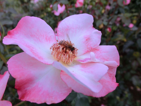 虫はながすみ　花霞　（はながすみ）sCIMG7374