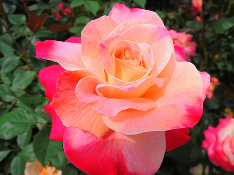 アブラカダブラsDSCN5056