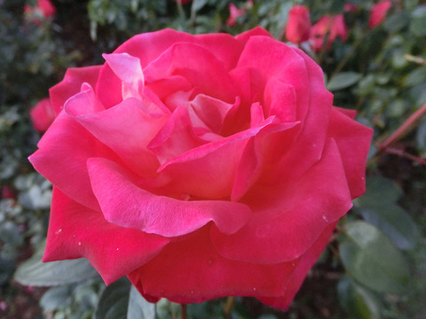 こうさい　光彩sCIMG8292