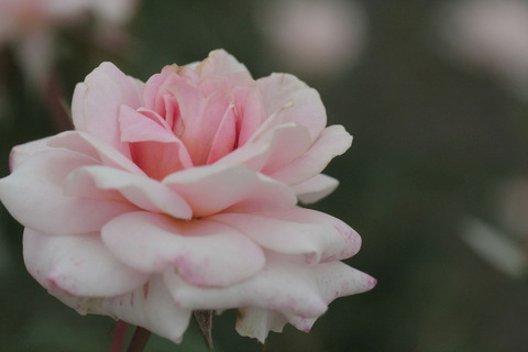 レディ　メイアンディナsIMG_7053