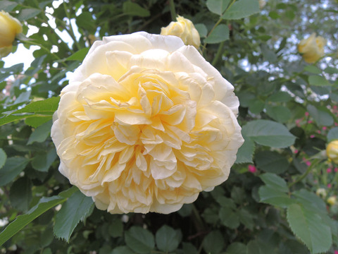 ザ　ピルグリム4625