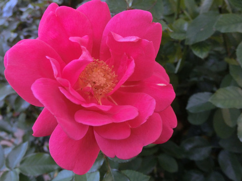 マーガレット　マグレディ8626