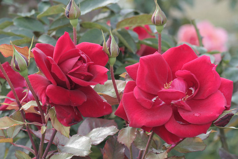 ガルテン　ツァーバァ　’８４sIMG_4806