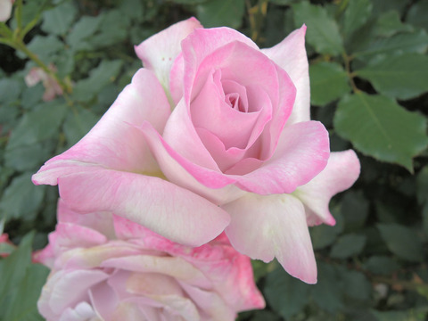 ライラック　ビューティ4369