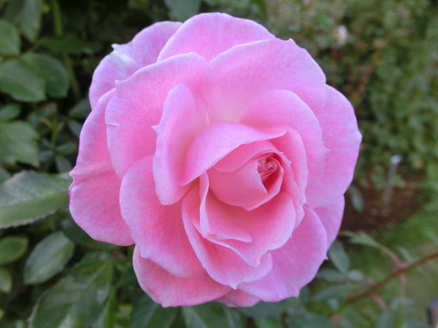 ストロベリー　ダイキリsCIMG5977