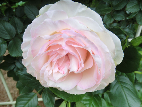 ブラン　ピエール　ドゥ　ロンサールsCIMG5504