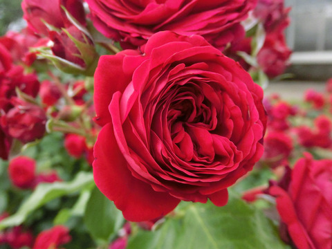 ロートケプヘンsCIMG5585