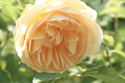 グラハム　トーマス9142