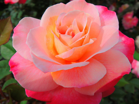 アブラカダブラsDSCN5054