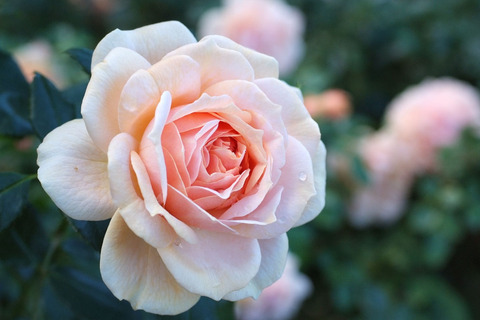 ガーデン　オブ　ローゼズsDSCF8433