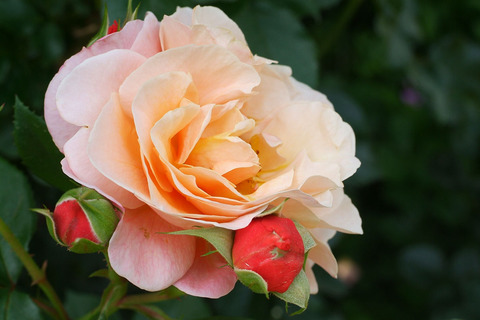 ウーメロsDSCF1798