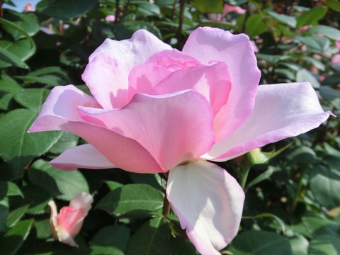 バイオリーナ0557