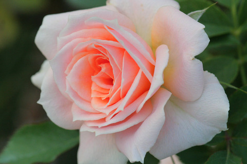 ピーチ　メイアンディナ (3)