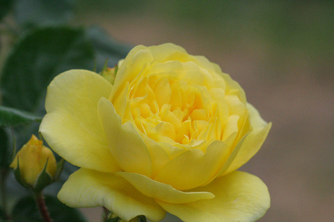 ベル　ロマンティカ2150