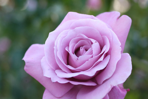 シャルル　ドゥ　ゴールsDSCF1074