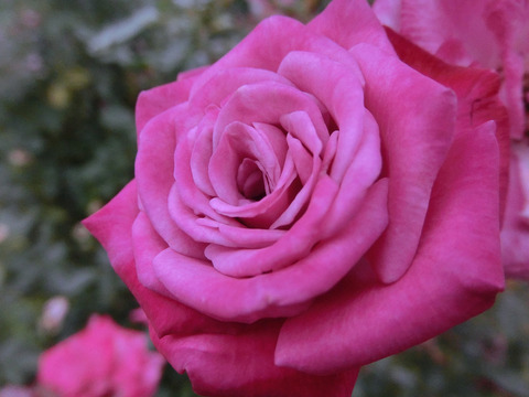 ワイルド　プラムsCIMG8424