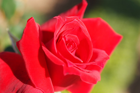 ローズ　オオサカ (2)