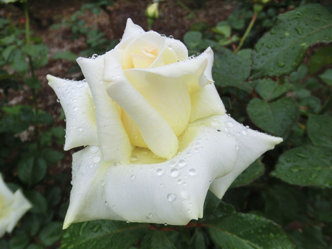 カロリーヌ　ドゥ　モナコsCIMG6273