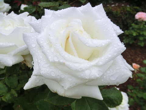 ヨハネ　パウロ　２世sCIMG6417