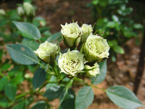 グリーン　ダイヤモンド1671