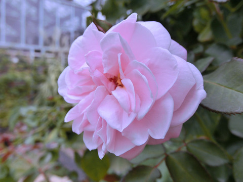 エンジェル　ハートsCIMG6868