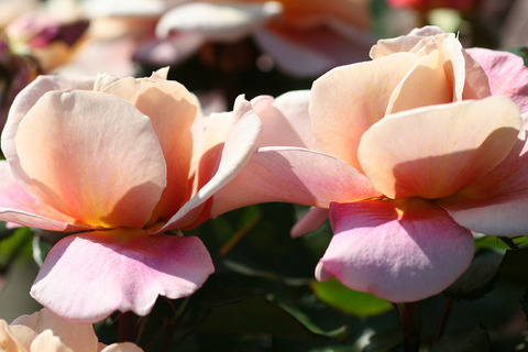 ディスタント　ドラムス