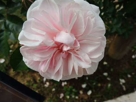 エンジェル　ハート0319