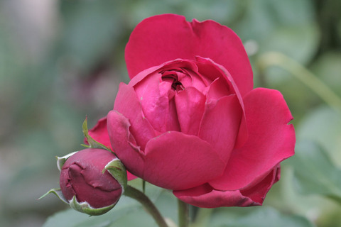 ルージュ　ピエール　ドゥ　ロンサールsIMG_6201