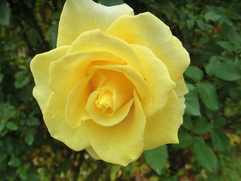 グレイス　ランド5285