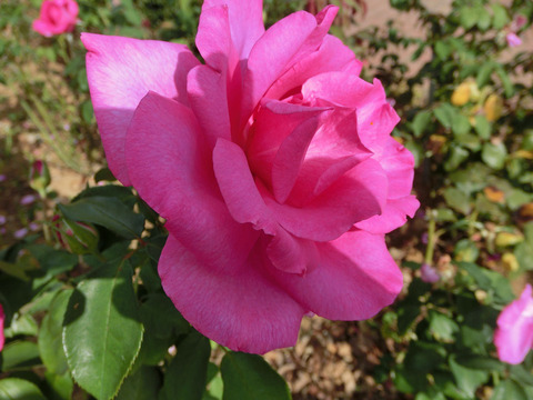 パローレsCIMG6533