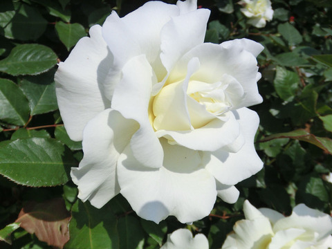 ホワイト　マスター　ピース0054