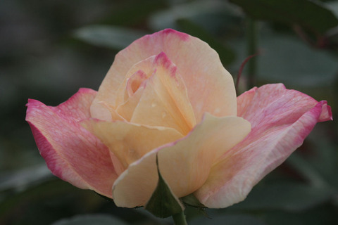 アブラカダブラsIMG_5289