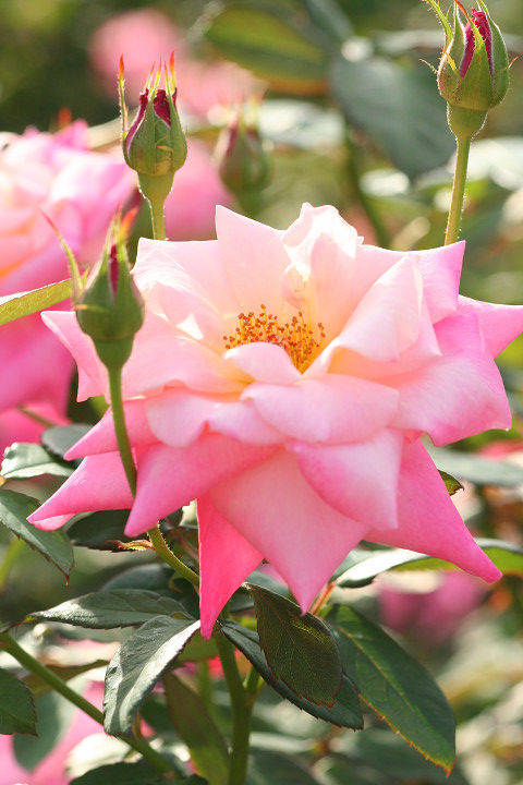 ピンク　パルフェ_0458