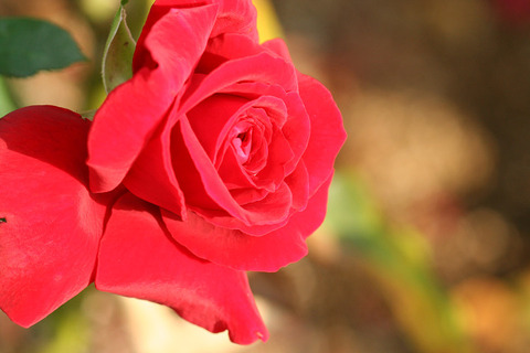 ドフト　ツァーバ　’８４　0450